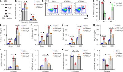 Nrf2 orchestrates transition from acute to chronic otitis media through inflammatory macrophages